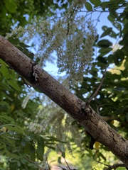 Apoplanesia paniculata