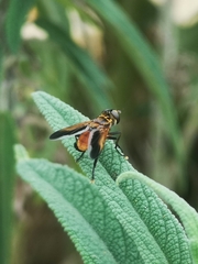 Trichopoda pictipennis