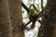 Sciurus variegatoides