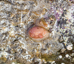 Dendrodoa grossularia