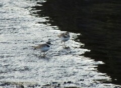 Charadrius placidus