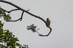 Melanerpes hoffmannii
