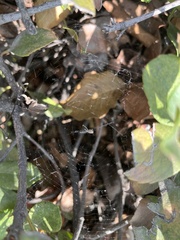 Uloborus