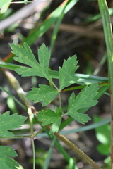 Peucedanum formosanum