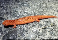 Pseudotriton ruber