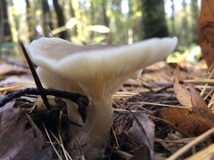 Ampulloclitocybe