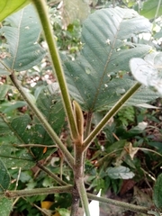 Urticaceae
