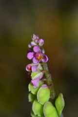 Polygala tatarinowii