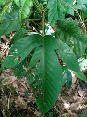 Urticaceae