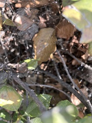 Uloborus