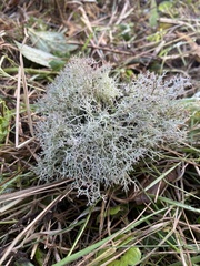 Cladonia rangiformis