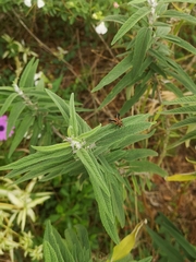 Trichopoda pictipennis