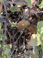 Uloborus