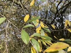 Prunus spinosa