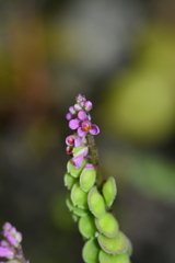 Polygala tatarinowii