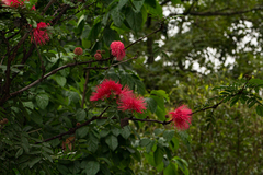 Calliandra
