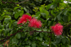 Calliandra