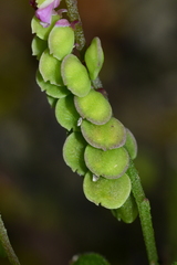Polygala tatarinowii