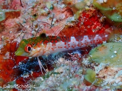 Malacoctenus triangulatus