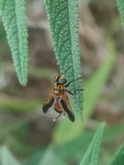 Trichopoda pictipennis