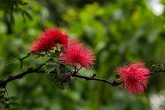 Calliandra