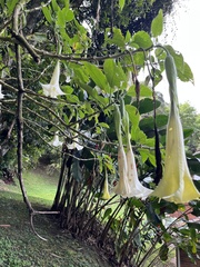 Brugmansia