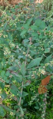 Ludwigia pilosa