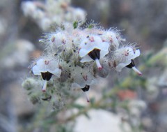 Erica perlata