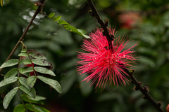 Calliandra