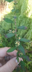 Ludwigia pilosa