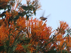 Psittacanthus schiedeanus