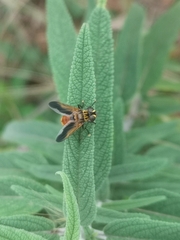 Trichopoda pictipennis