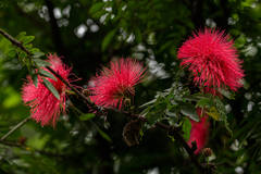 Calliandra