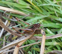 Metrioptera brachyptera