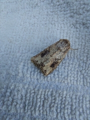 Mythimna languida