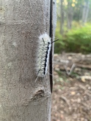Lophocampa