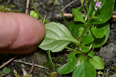 Polygala tatarinowii