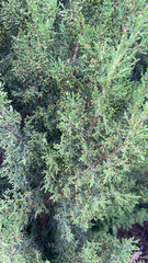 Sabina