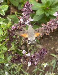 Macroglossum stellatarum