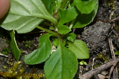 Polygala tatarinowii