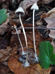 Mycena