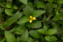 Calyptocarpus vialis image