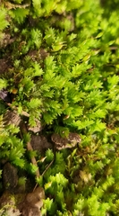 Fissidens taxifolius
