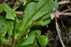 Polygala tatarinowii