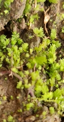 Fissidens taxifolius