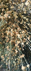 Ephedra tweedieana