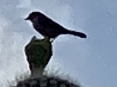 Auriparus flaviceps