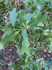 Persea borbonia