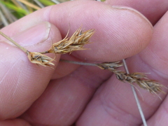 Carex tumulicola