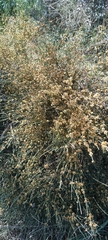 Ephedra tweedieana